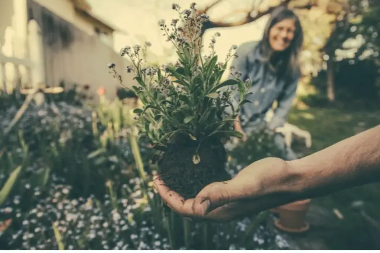 How do you start a garden from scratch