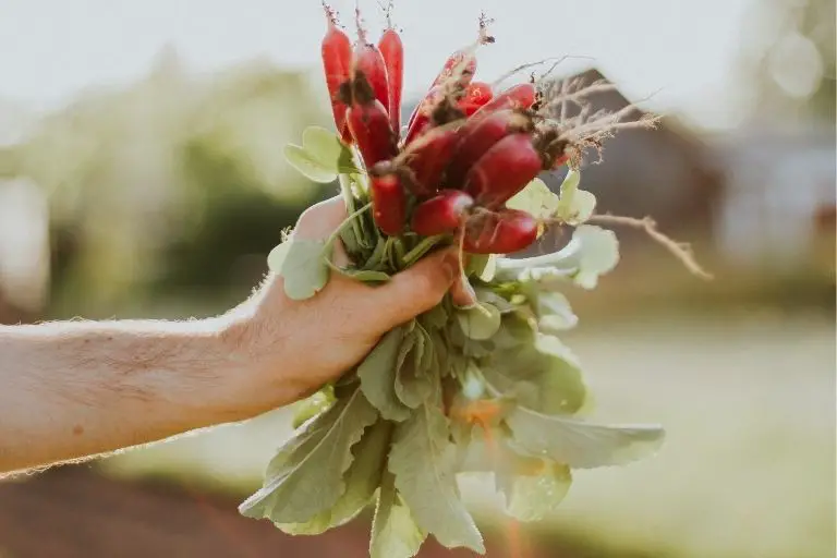 How do you start a raised vegetable garden for beginners