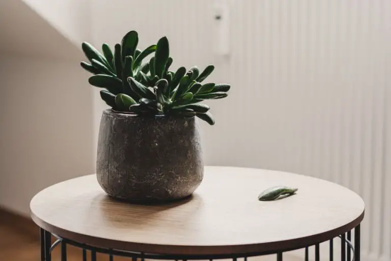 How to care for succulents indoors in the winter