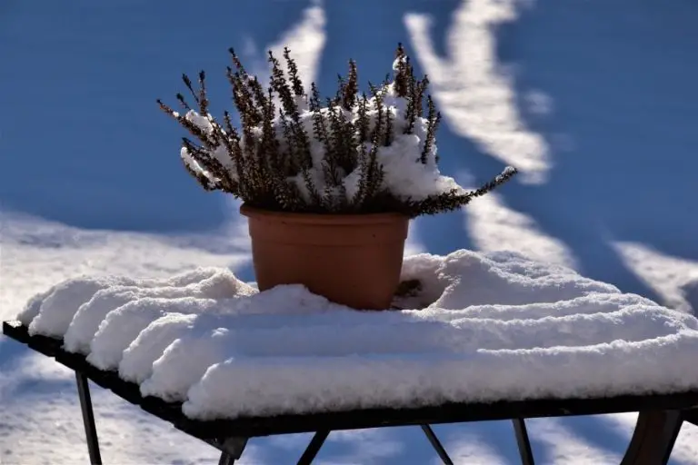 how to look after house plants in winter