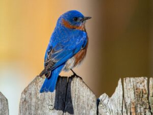 A Gentle Backyard Birdwatching Habit for Retired Folks After Early Sunrise Coffee