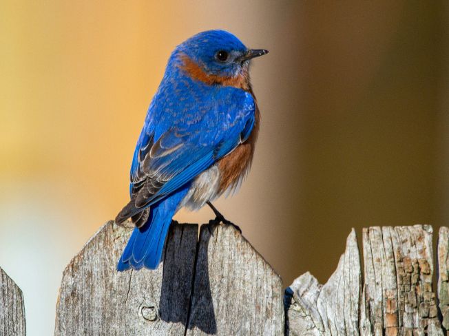 A Gentle Backyard Birdwatching Habit for Retired Folks After Early Sunrise Coffee