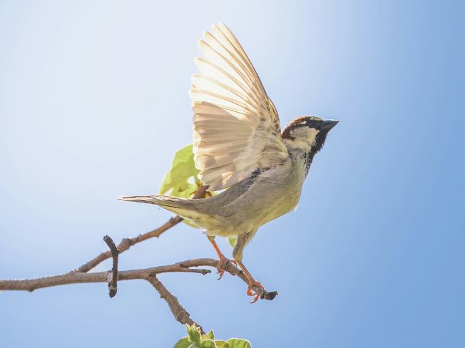 A Gentle Bird Feeder Setup That Keeps Heavy Lifting to a Minimum