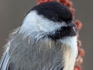 A Gentle Morning Birdwatching Routine for Seniors Who Wake Up Early