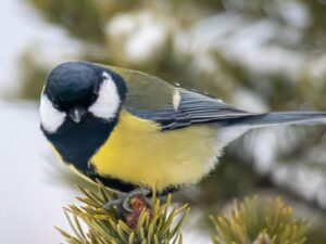 A Gentle Morning Birdwatching Routine from the Kitchen Window for Retired Couples