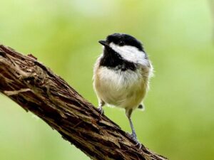 A Senior’s Gentle Morning Birdwatching Steps from a Cozy Window Seat