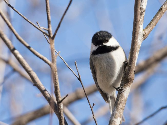 A Simple Winter Feeder Refresh Routine Seniors Use to Welcome Small Birds