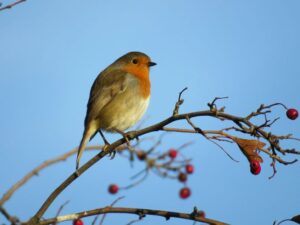 A Slow Backyard Birdwatching Routine for Older Couples After Breakfast