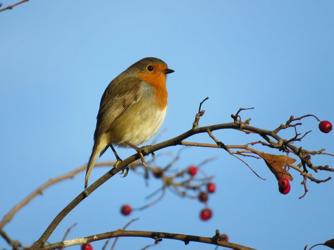 A Slow Backyard Birdwatching Routine for Older Couples After Breakfast