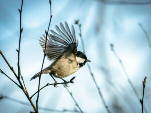 Backyard Birds You Can Enjoy Right From Your Window