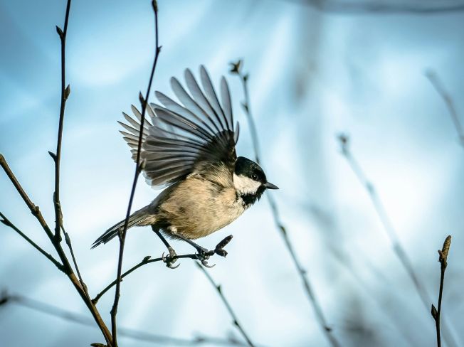 Backyard Birds You Can Enjoy Right From Your Window