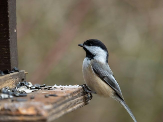 Bright Red Cardinals and Soft Brown Sparrows Couples Notice Through the Kitchen Window