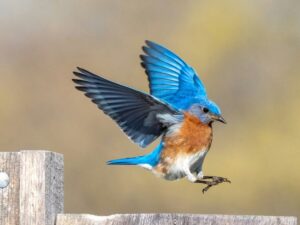 Bright Red and Soft Gray Winter Birds Minnesotans Notice on Quiet Neighborhood Power Lines