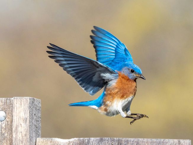 Bright Red and Soft Gray Winter Birds Minnesotans Notice on Quiet Neighborhood Power Lines