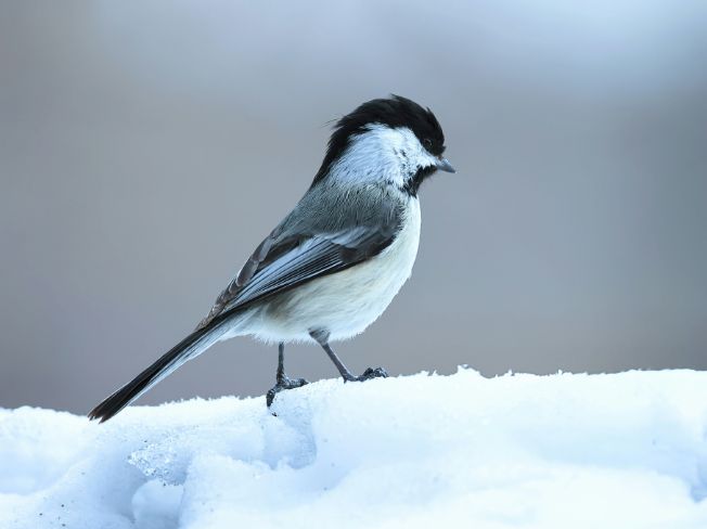 Bright Winter Song Birds Minnesota Grandparents Can Spot from the Living Room Sofa
