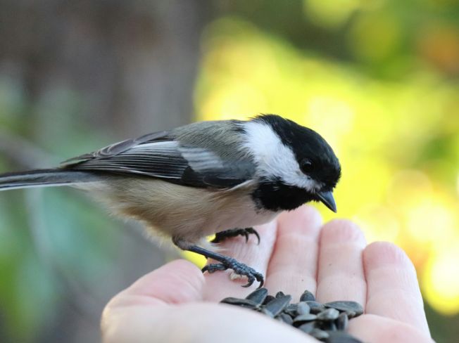 Chickadee or Nuthatch in Your Yard
