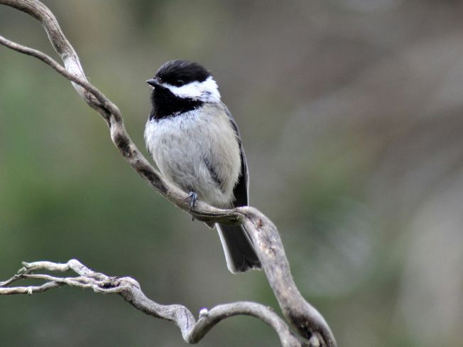 Choosing Binoculars for Birding Comfort