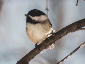 Choosing Lightweight Neck Strap Binoculars That Are Gentle on an Older Neck