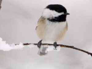 Choosing a Light Foam Cushion Stool for Knee-Sensitive Folks