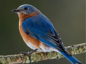 Choosing a Light Shoulder Wrap to Keep Birdwatching Grandparents Warm on the Patio at Dusk