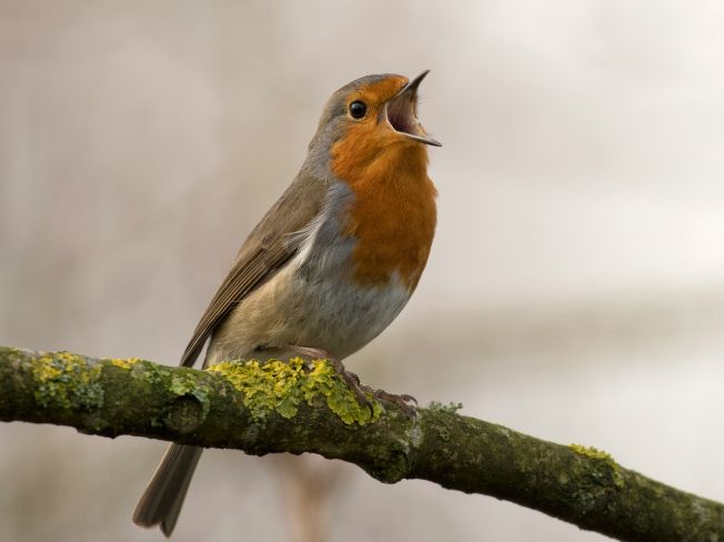 Choosing a Lightweight Birdwatching Stool with a Cushion to Help Tired Knees on the Patio