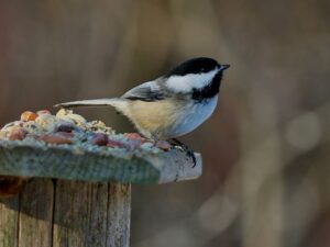 Choosing a Lightweight Foam Padded Bench to Help Aging Knees During Patio Rests
