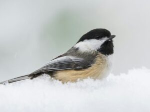 Choosing a Lightweight Folding Lawn Chair for Birdwatching When Your Knees Need Extra Care