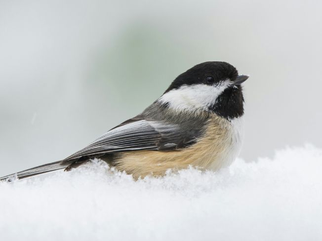Choosing a Lightweight Folding Lawn Chair for Birdwatching When Your Knees Need Extra Care