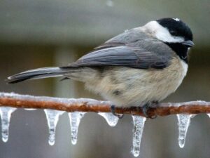 Choosing a Simple Suet Feeder