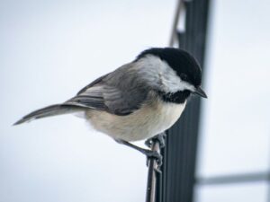 Choosing a Soft Folding Backrest Chair for Aging Knees During Outdoor Breaks