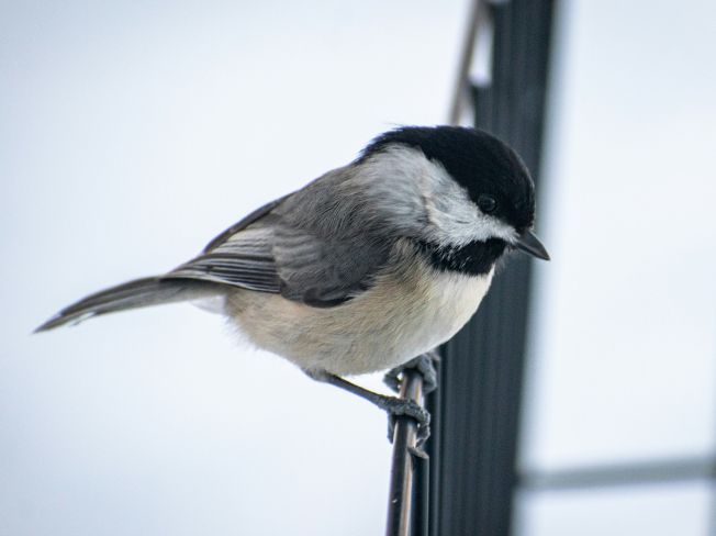 Choosing a Soft Folding Backrest Chair for Aging Knees During Outdoor Breaks