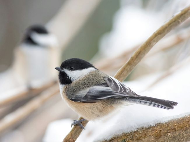 Colorful Backyard Birds You Can Spot from a Small Minnesota Patio
