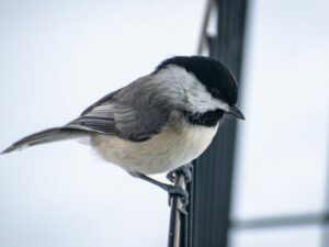 Colorful Window-Friendly Finches and Chickadees Older Couples Enjoy