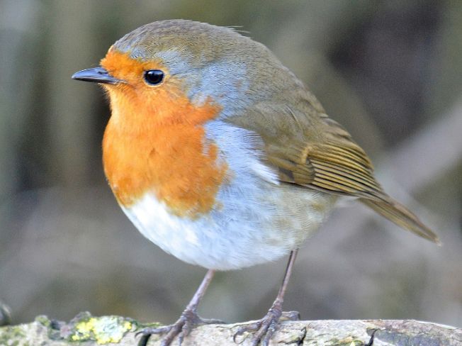 Colorful Winter Birds Minnesota Grandparents Notice Through the Living Room Window