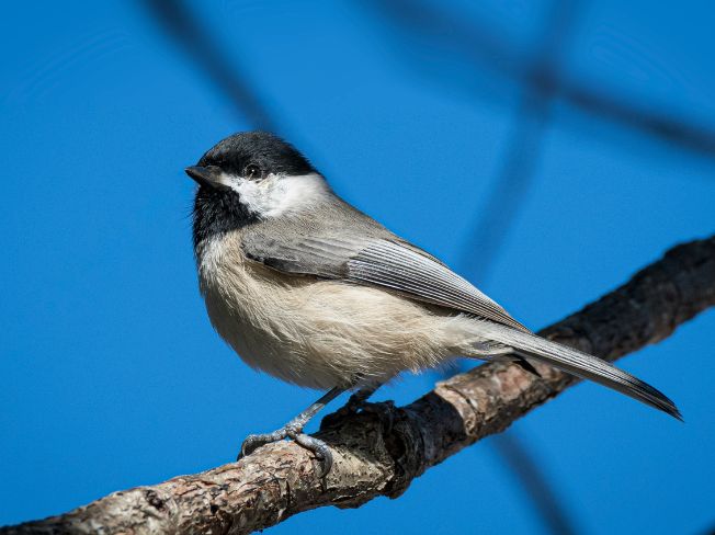 Creating a Simple Porch Snack Corner for Small Winged Visitors