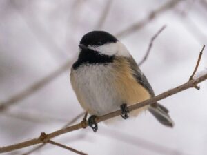 Designing a Low-Step Patio Seed Station for Elderly Neighbors