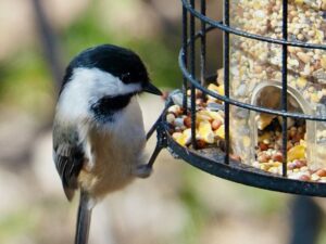 Designing a Small Railing Snack Platform Older Neighbors Can Manage Easily