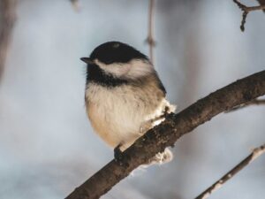 Friendly Winter Yard Regulars Older Adults Can Notice During Light Snowfall