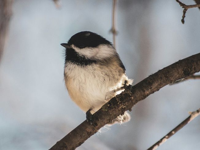 Friendly Winter Yard Regulars Older Adults Can Notice During Light Snowfall