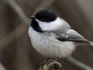 Gentle Backyard Birdwatching Routines for Seniors Who Need to Take It Slow