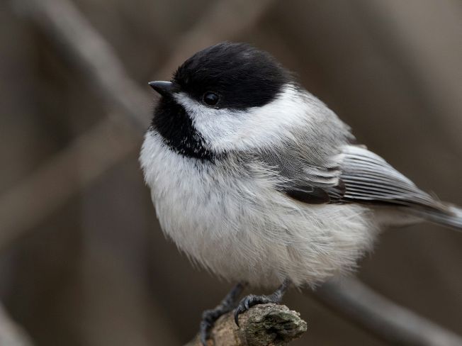 Gentle Backyard Birdwatching Routines for Seniors Who Need to Take It Slow