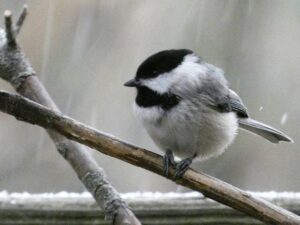 Gentle Garden Bird Watching Ideas for Retired Grandparents