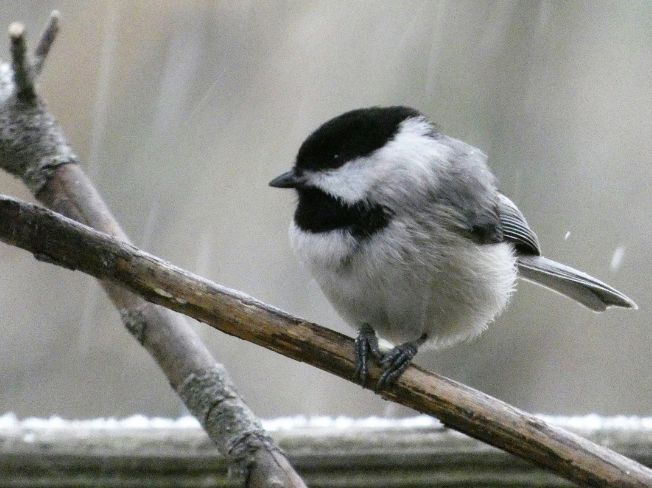 Gentle Garden Bird Watching Ideas for Retired Grandparents