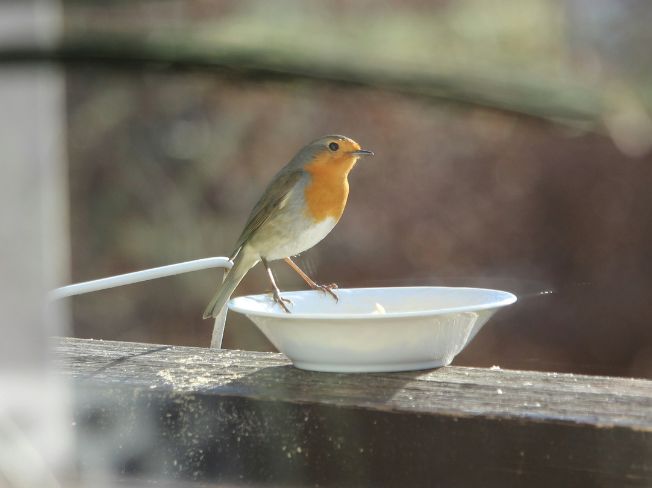 Gentle Window Bird Watching Basics