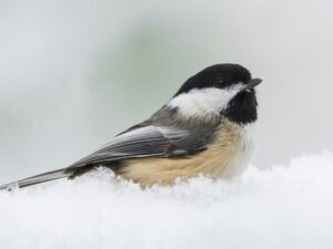 Light Padded Gloves That Help Steady Your Hands While Using Binoculars to Watch