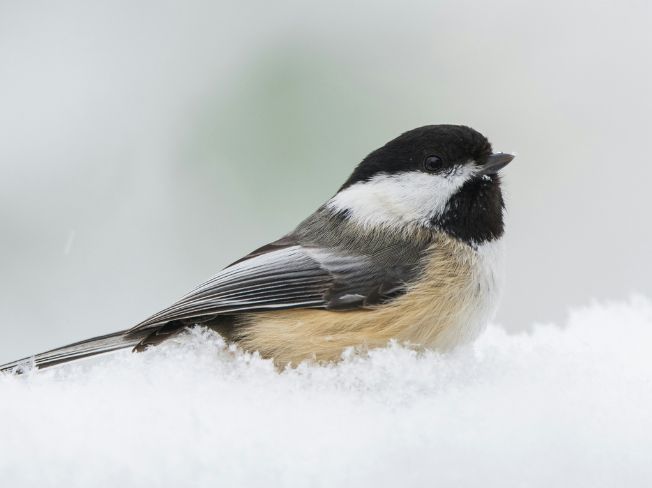Light Padded Gloves That Help Steady Your Hands While Using Binoculars to Watch