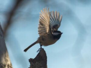 Making Backyard Birdwatching Comfortable When Standing Gets Hard
