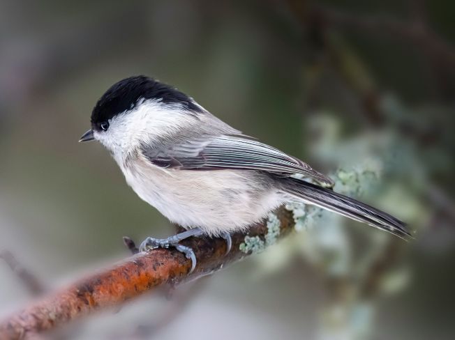 Quiet Yard Nature Moments for Retired Folks with Limited Energy