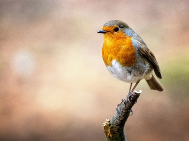 Robin or Blue Jay Nearby