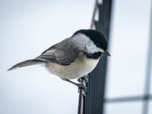 Safe Ways for Older Adults to Hang a Bird Feeder on a Porch Railing